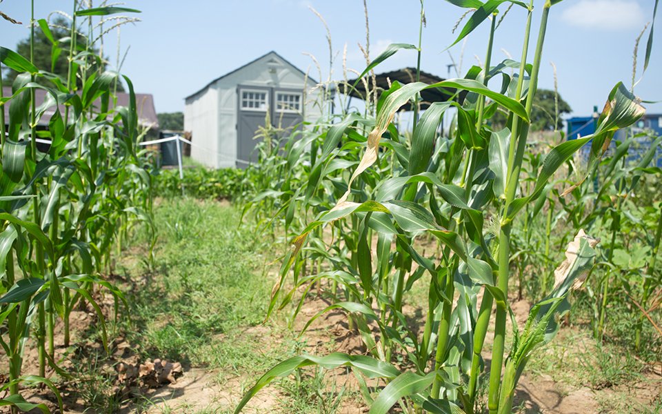 Peaceful RV sites surrounded by trees at Queen & Duke RV Resort in Whitesboro, Texas