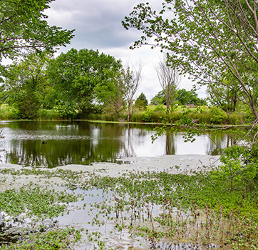 Peaceful RV sites surrounded by trees at Queen & Duke RV Resort in Whitesboro, Texas